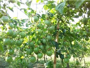 Hậu Giang: Đa dạng hóa sản phẩm từ trái chanh 